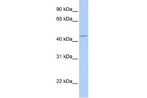WB Suggested Anti-GABRA5 Antibody Titration:  0. (GABRA5 Antikörper  (Middle Region))