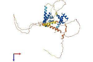 POU4F1 Protein (AA 1-421) (His tag)