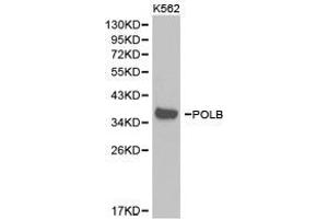 Western Blotting (WB) image for anti-Polymerase (DNA Directed), beta (POLB) antibody (ABIN1874176) (POLB Antikörper)