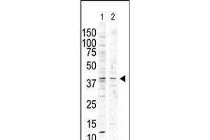Antibody is used in Western blot to detect P38 delta in nocodazole-treated HCT116 (lane 1) and PMA-treated Pam212 (lane 2) cell lysates. (MAPK13 Antikörper  (C-Term))