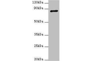 Western blot All lanes: ADAM33 antibody at 4 μg/mL + NIH/3T3 whole cell lysate Secondary Goat polyclonal to rabbit IgG at 1/10000 dilution Predicted band size: 88, 85, 33 kDa Observed band size: 88 kDa (ADAM33 Antikörper  (AA 140-420))