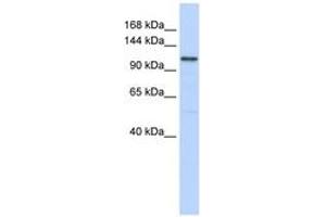 Image no. 1 for anti-Adenylate Cyclase 8 (Brain) (ADCY8) (AA 1152-1201) antibody (ABIN6743346)