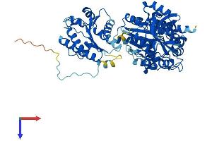 PAPSS2 Protein (AA 1-614) (His tag)