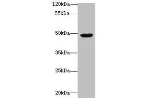 Western blot All lanes: RBM41 antibody at 1. (RBM41 Antikörper  (AA 1-413))