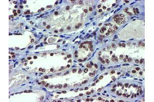 Image no. 4 for anti-Ubiquitin Specific Peptidase 7 (Herpes Virus-Associated) (USP7) antibody (ABIN1498592) (USP7 Antikörper)