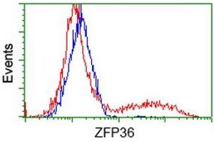 HEK293T cells transfected with either RC202049 overexpress plasmid (Red) or empty vector control plasmid (Blue) were immunostained by anti-ZFP36 antibody (ABIN2454212), and then analyzed by flow cytometry. (ZFP36 Antikörper)