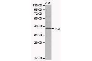 Western Blotting (WB) image for anti-C-Fos Induced Growth Factor (Vascular Endothelial Growth Factor D) (Figf) antibody (ABIN1872695) (VEGFD Antikörper)