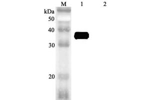 Western blot analysis using anti-MFAP4 (human), pAb  at 1:2'000 dilution.