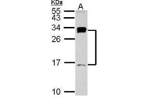 WB Image Sample (30 ug of whole cell lysate) A: Raji 15% SDS PAGE antibody diluted at 1:1000