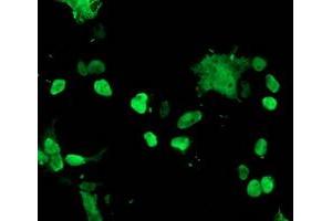 Image no. 3 for anti-T-Cell Acute Lymphocytic Leukemia 1 (TAL1) antibody (ABIN1501291) (TAL1 Antikörper)