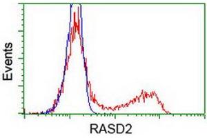 HEK293T cells transfected with either RC201454 overexpress plasmid (Red) or empty vector control plasmid (Blue) were immunostained by anti-RASD2 antibody (ABIN2453962), and then analyzed by flow cytometry. (RASD2 Antikörper)