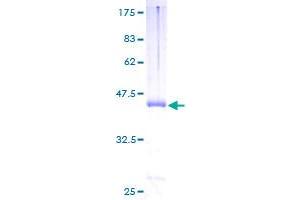 Plexin A2 Protein (Plxna2) (AA 1-164) (GST tag)