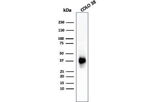 Western Blot Analysis of COLO-38 cell lysate using gp100 Mouse Monoclonal Antibody (PMEL/783). (Melanoma gp100 Antikörper)
