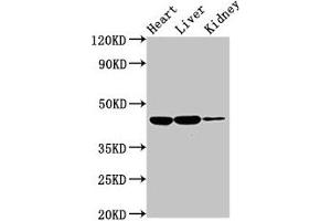 IL1R2 antibody  (AA 79-219)