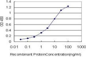 Detection limit for recombinant GST tagged RORB is approximately 0. (RORB Antikörper  (AA 136-224))