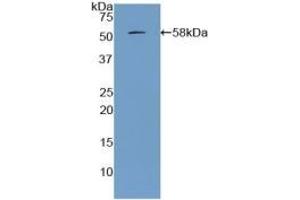 Detection of Recombinant APOA1, Porcine using Polyclonal Antibody to Apolipoprotein A1 (APOA1) (APOA1 Antikörper  (AA 25-265))