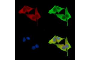 ABIN7096821 and ABIN7100887 staining HepG2 cells by IF/ICC. (IMPA2 Antikörper)