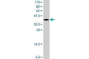 Western Blot detection against Immunogen (36. (VASH1 Antikörper  (AA 3-100))