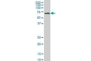 Western Blotting (WB) image for anti-Alkaline Phosphatase, Placental-Like 2 (ALPPL2) (AA 365-454) antibody (ABIN513284)