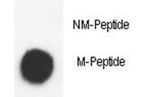 Dot blot analysis of phospho-Histone H3. (Histone H3.3 Antikörper  (AA 1-30))