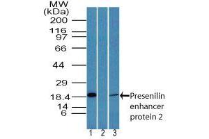 Image no. 1 for anti-Presenilin Enhancer 2 Homolog (PSENEN) (AA 1-50) antibody (ABIN960316) (PEN2 Antikörper  (AA 1-50))