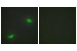 Immunofluorescence (IF) image for anti-Dual Specificity Phosphatase 16 (DUSP16) (C-Term) antibody (ABIN1849942) (DUSP16 Antikörper  (C-Term))