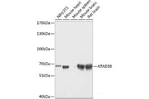 Western blot analysis of extracts of various cell lines using ATAD3B Polyclonal Antibody at dilution of 1:1000. (ATAD3B Antikörper)