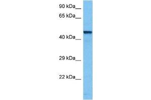Host:  Mouse  Target Name:  TFAP2B  Sample Tissue:  Mouse Kidney  Antibody Dilution:  1ug/ml (TFAP2B Antikörper  (N-Term))