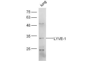 Mouse lung lysates probed with Rabbit Anti-LYVE-1 Polyclonal Antibody, Unconjugated  at 1:5000 for 90 min at 37˚C. (LYVE1 Antikörper  (AA 231-318))