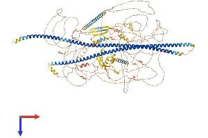 SYNM Protein (AA 1-1561) (His tag)