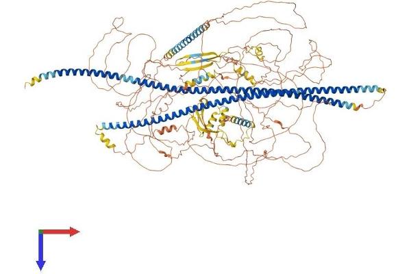 SYNM Protein (AA 1-1561) (His tag)