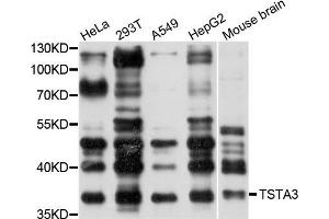 Western blot analysis of extracts of various cells, using TSTA3 antibody. (TSTA3 Antikörper)