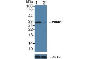 Western blot analysis of (1) Wild-type Jurkat cell lysate, and (2) PDCD1 knockout Jurkat cell lysate, using Rabbit Anti-Human PDCD1 Antibody (3 µg/ml) and HRP-conjugated Goat Anti-Mouse antibody ( (PD-1 Antikörper  (AA 41-132))