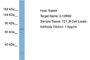 Host: Rabbit Target Name: IL12RB2 Sample Type: 721_B Whole Cell lysates Antibody Dilution: 1. (IL12RB2 Antikörper  (Middle Region))