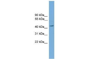 WB Suggested Anti-PIGA Antibody Titration:  0. (PIGA Antikörper  (Middle Region))