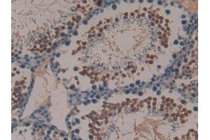 IHC-P analysis of Mouse Testis Tissue, with DAB staining. (Peptide YY Antikörper  (AA 30-98))