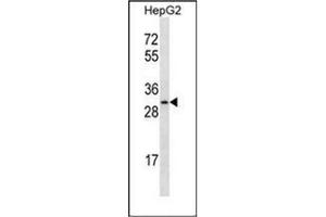 Western blot analysis of OR4C12 Antibody (C-term) in HepG2 cell line lysates (35ug/lane). (OR4C12 Antikörper  (C-Term))