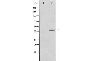 Western blot analysis of eIF2 alpha expression in IFN-α treated K562 whole cell lysates,The lane on the left is treated with the antigen-specific peptide. (EIF2S1 Antikörper  (N-Term))
