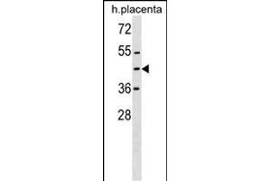 ZN Antibody (Center) (ABIN1537783 and ABIN2849919) western blot analysis in human placenta tissue lysates (35 μg/lane). (ZNF558 Antikörper  (AA 120-147))
