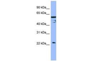 Image no. 1 for anti-Fas Apoptotic Inhibitory Molecule (FAIM) (AA 143-192) antibody (ABIN6741844) (FAIM Antikörper  (AA 143-192))