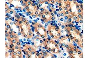 IHC-P analysis of Mouse Kidney Tissue, with DAB staining. (Peroxiredoxin 5 Antikörper  (AA 49-210))