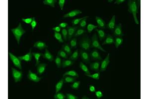 Immunofluorescence analysis of A549 cells using APEX1 antibody (ABIN6291253). (APEX1 Antikörper)