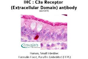 Image no. 2 for anti-Complement Component 3a Receptor 1 (C3AR1) (2nd Extracellular Domain) antibody (ABIN1732492) (C3AR1 Antikörper  (2nd Extracellular Domain))