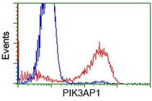 HEK293T cells transfected with either RC214125 overexpress plasmid (Red) or empty vector control plasmid (Blue) were immunostained by anti-PIK3AP1 antibody (ABIN2453461), and then analyzed by flow cytometry. (PIK3AP1 Antikörper)
