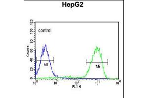 Flow cytometric analysis of HepG2 K10cells (right histogram) compared to a negative control cell (left histogram). (OPN1MW Antikörper  (N-Term))