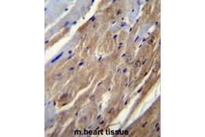FGF16 Antibody (N-term) immunohistochemistry analysis in formalin fixed and paraffin embedded mouse heart tissue followed by peroxidase conjugation of the secondary antibody and DAB staining. (FGF16 Antikörper  (N-Term))