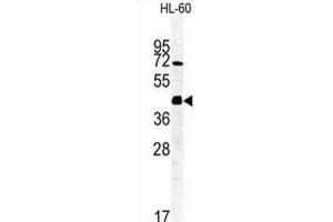 Western Blotting (WB) image for anti-FK506 Binding Protein Like (FKBPL) antibody (ABIN3002248) (FKBPL Antikörper)
