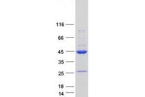 Validation with Western Blot (RAE1 Protein (Transcript Variant 1) (Myc-DYKDDDDK Tag))