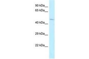 Image no. 1 for anti-Aldehyde Dehydrogenase 3 Family, Member B2 (ALDH3B2) (AA 216-265) antibody (ABIN6747900)