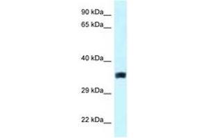 Image no. 1 for anti-Solute Carrier Family 25, Member 33 (SLC25A33) (AA 146-195) antibody (ABIN6747621) (SLC25A33 Antikörper  (AA 146-195))